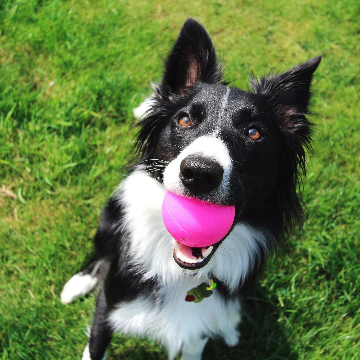 BALL XL Lifetime Guaranteed