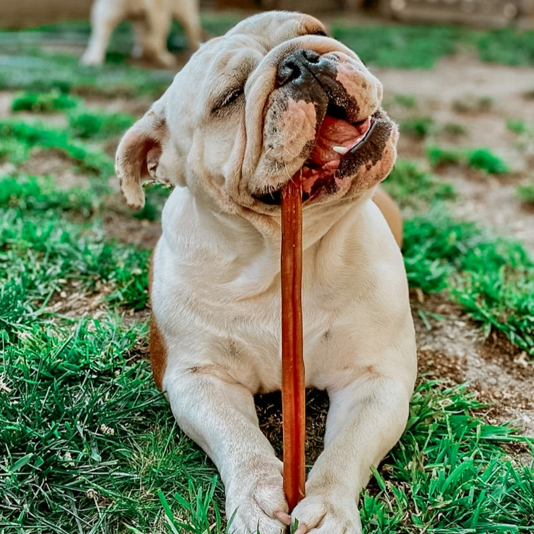 XL Bully Stick Box