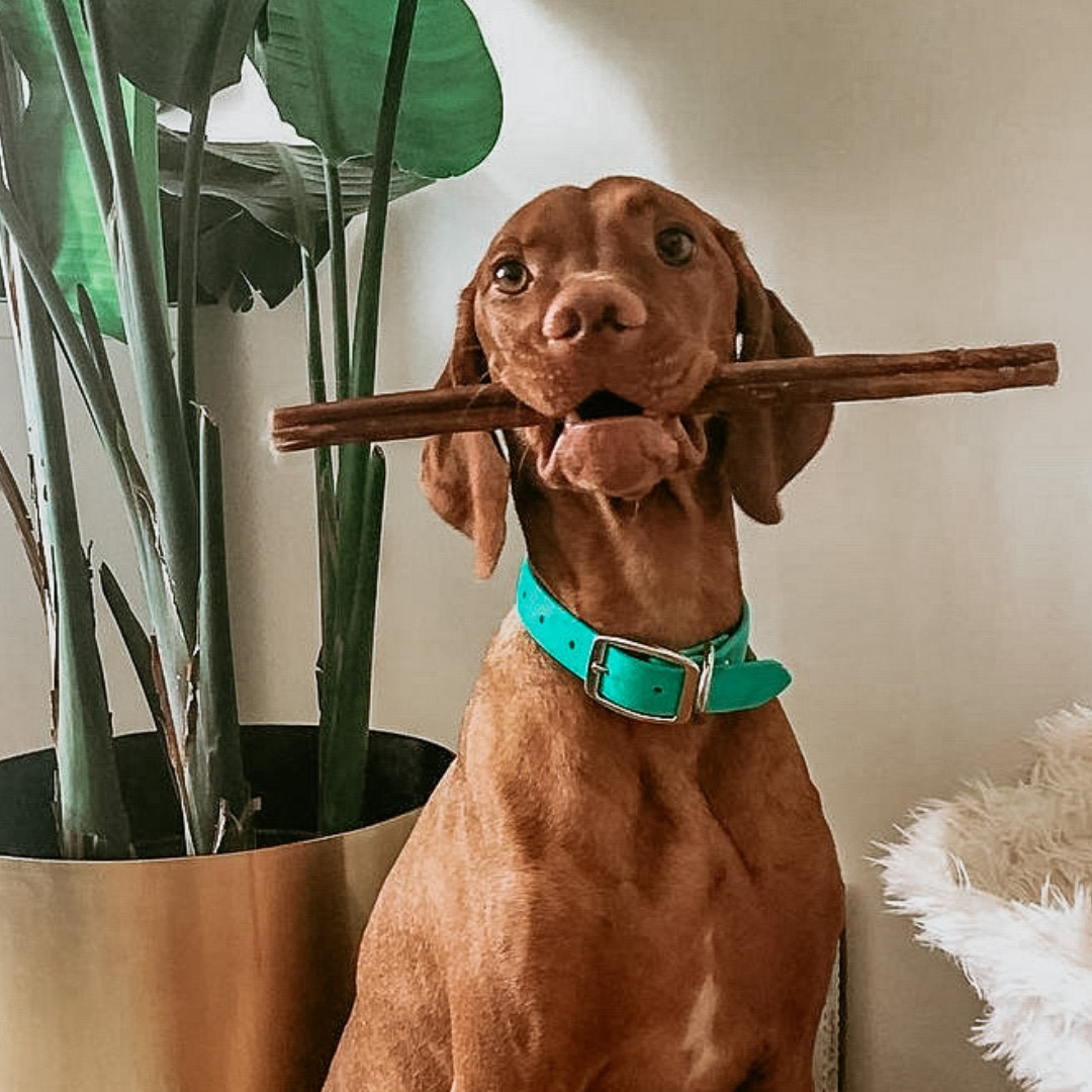 XL Bully Stick Box