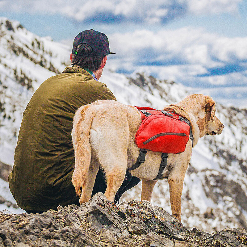 Baxter Dog Backpack