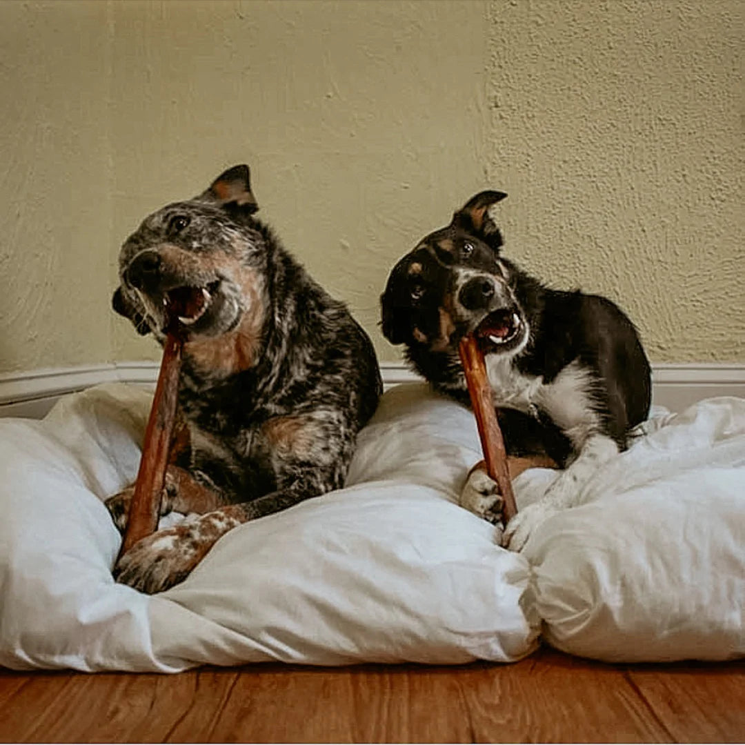 3 Months: XL Bully Stick Box