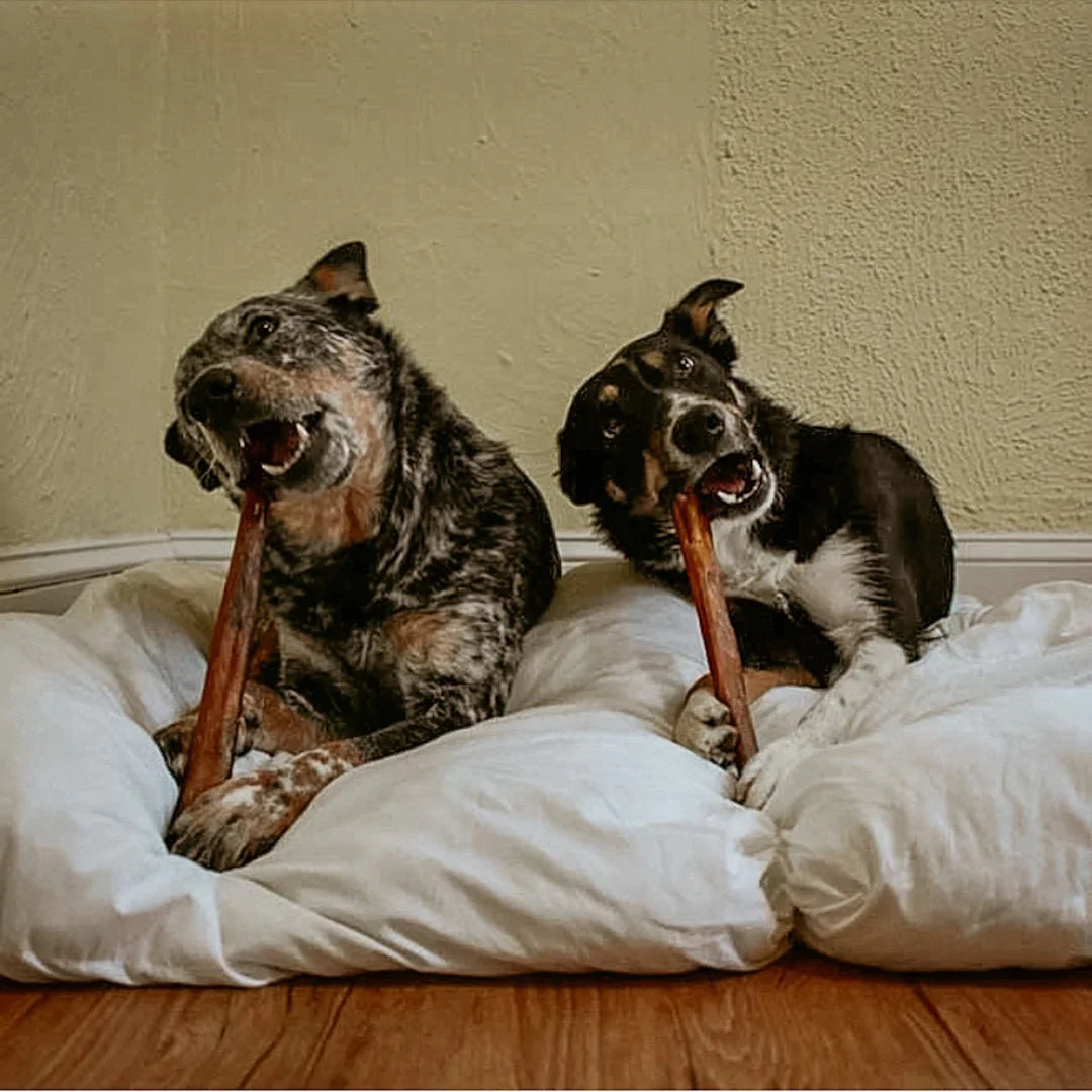 6 Months: XL Bully Stick Box