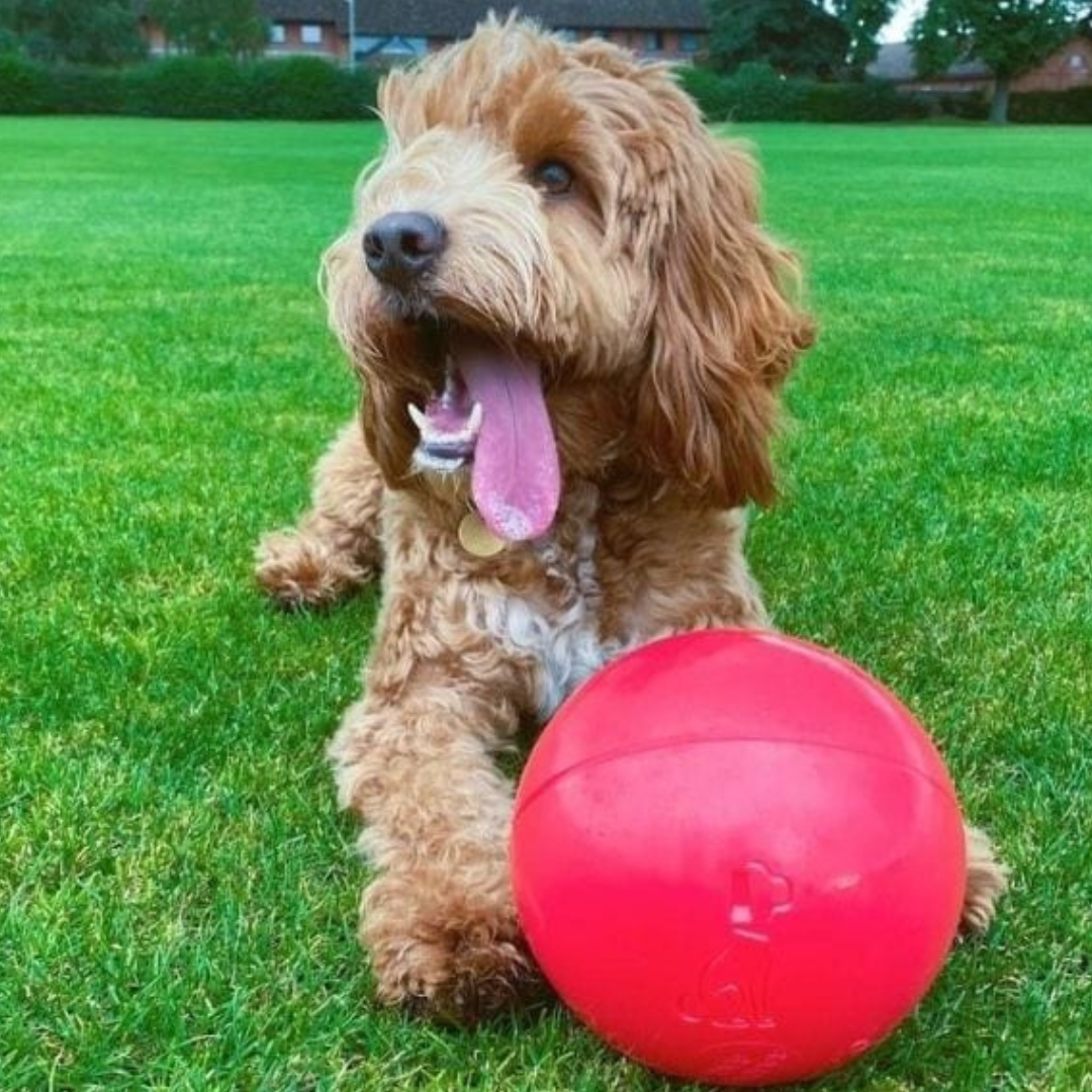 Boomer Ball