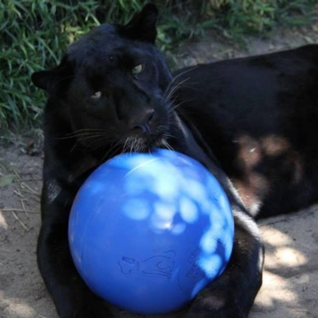 Boomer Ball