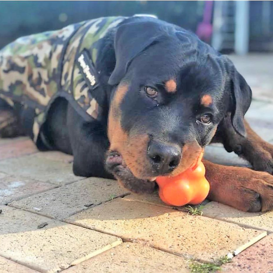 Crazy Bounce Ultra Durable Rubber Chew Toy - Large