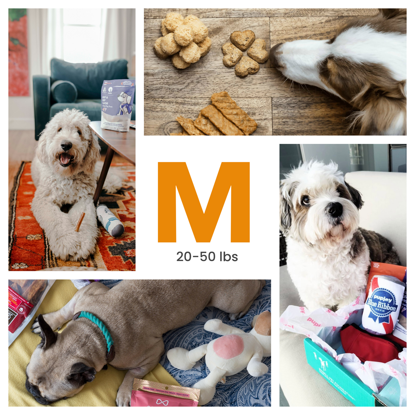 BYOB: Medium Dog