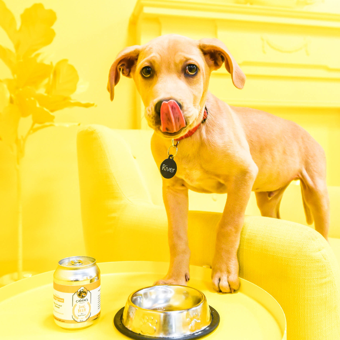 Doggy Beer