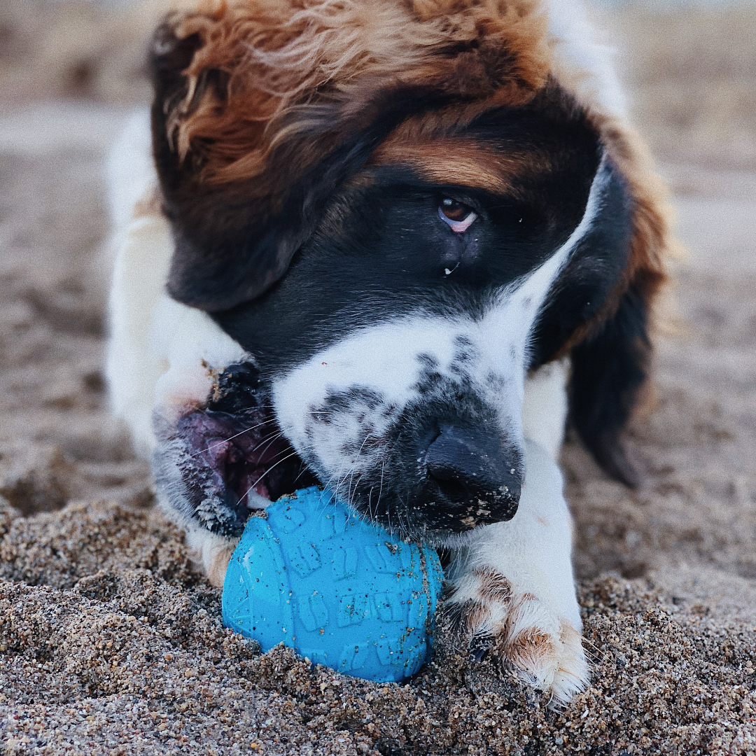 Fetch Toys