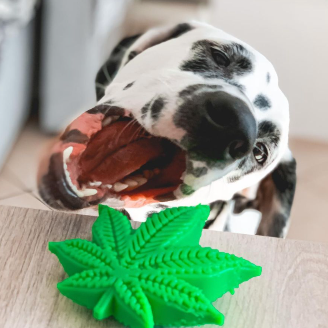 Chewer Toys