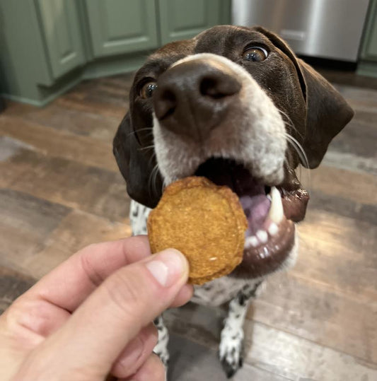 Alternative Protein Treats | Curated Selections
