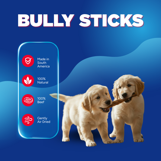 6" Thick Bully Sticks | 6 Pack, Very Low Odor