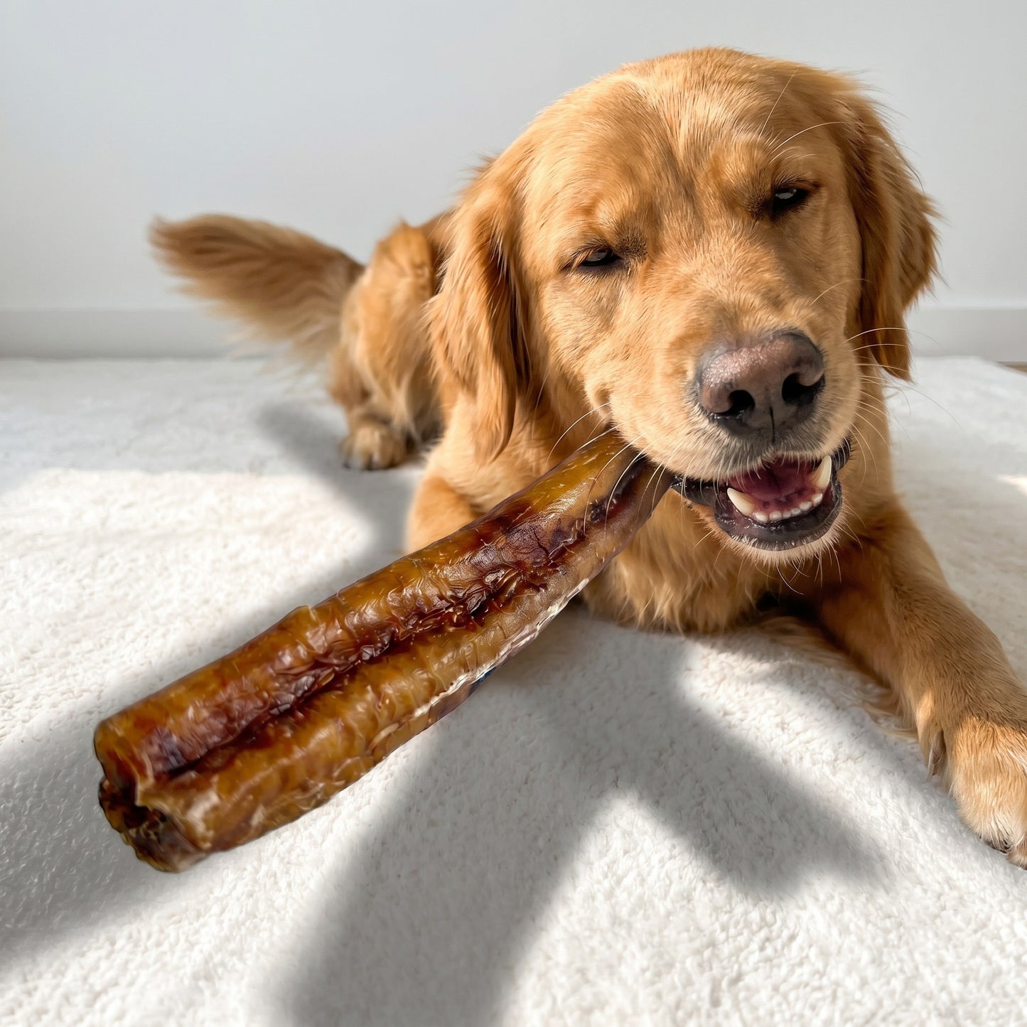 12" Moster USA Bully Stick | 4+ oz, Very Low Odor