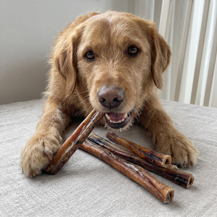 12" Thick USA Bully Sticks | Nearly Odorless, 6 Pack