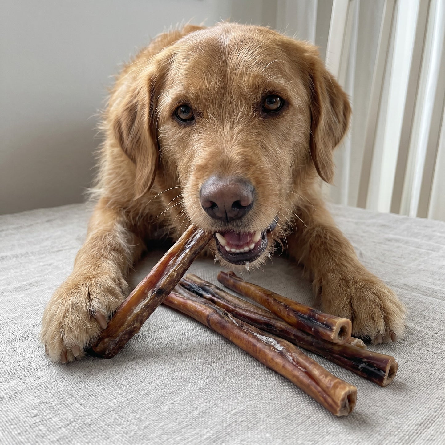 12" Thick USA Bully Sticks | 6 Pack, Very Low Odor
