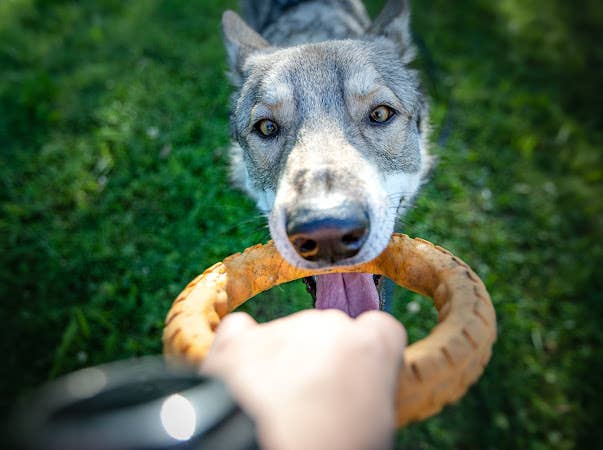 Gnaw Guard Foam Toys -  Large Ring, Small Ring, Star, Stick: Star