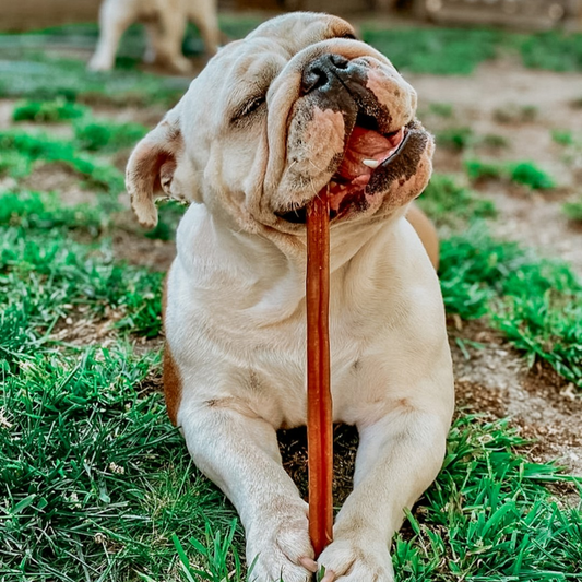 12" Bully Sticks