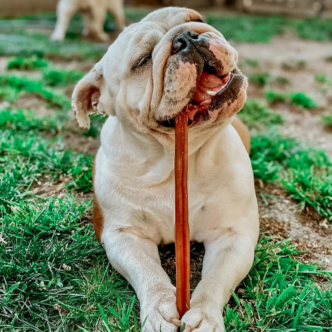 3 Months: XL Bully Stick Box