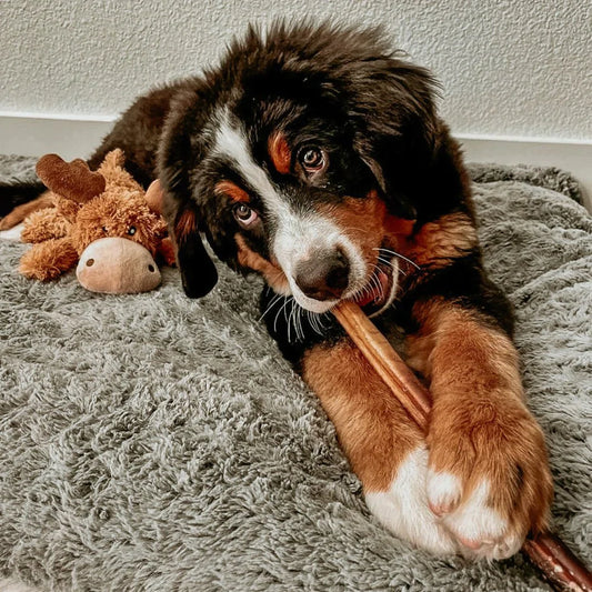 12 Months: XL Bully Stick Box