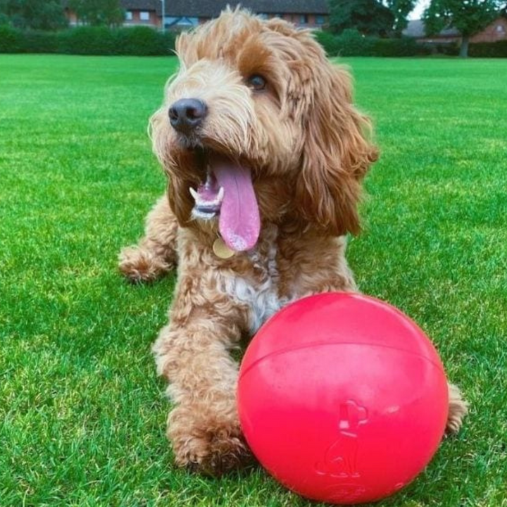 Boomer Ball