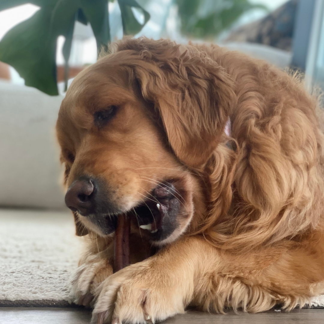 12 Months: Power Chewers Box