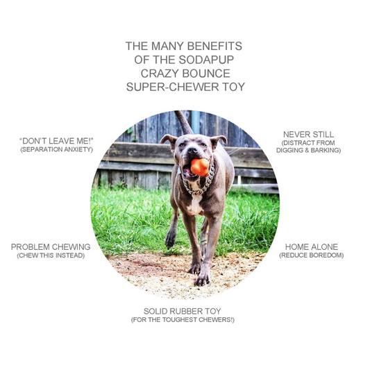 Crazy Bounce Ultra Durable Rubber Chew Toy - Large