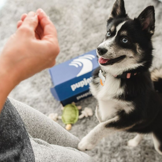 Training Treats