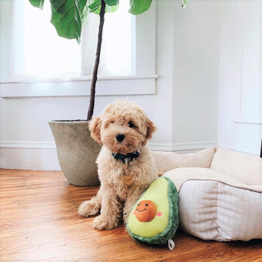 NomNomz Avocado